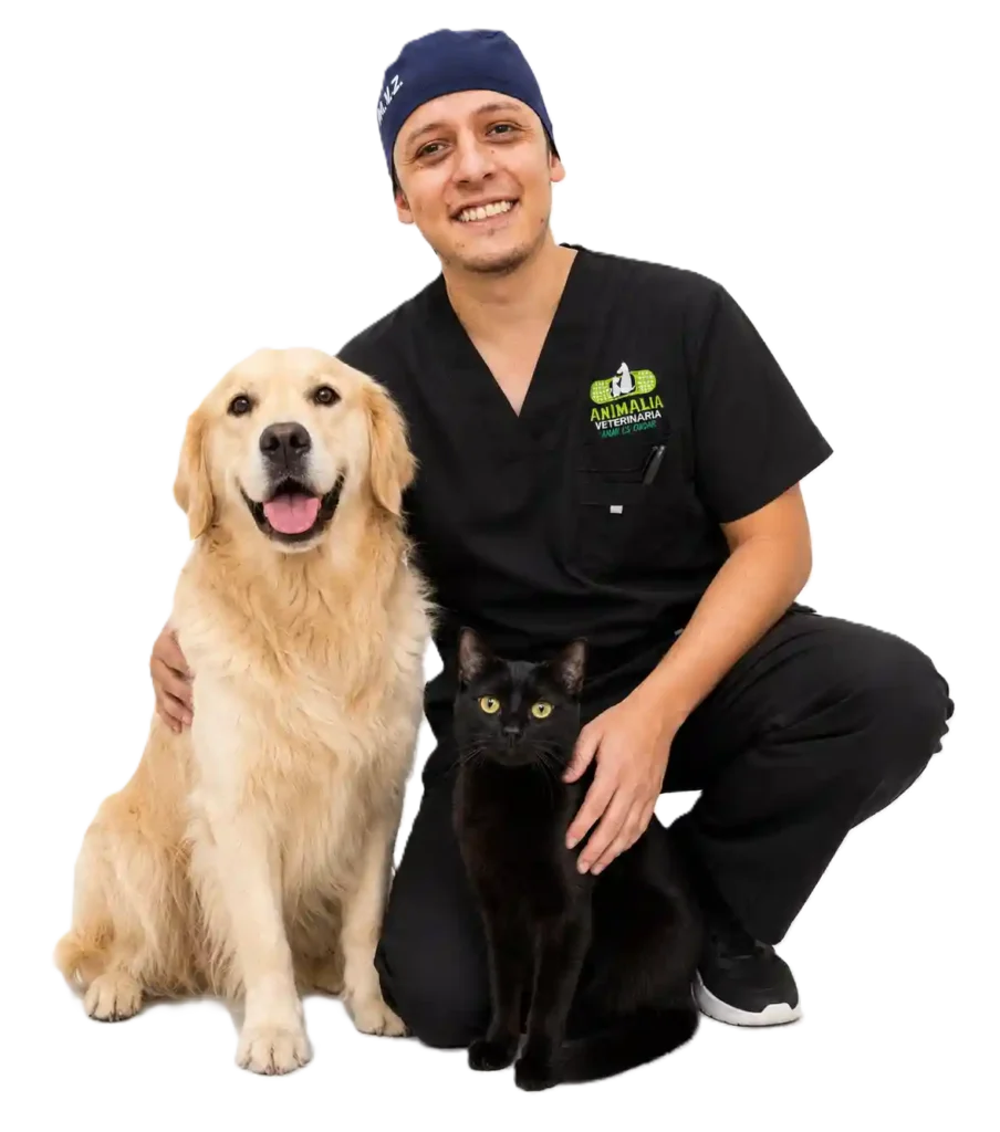 medico veterinaria animalia