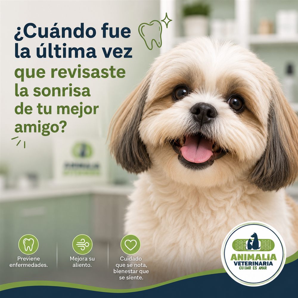 Profilaxis Dental ¿Cuándo Hacerla?